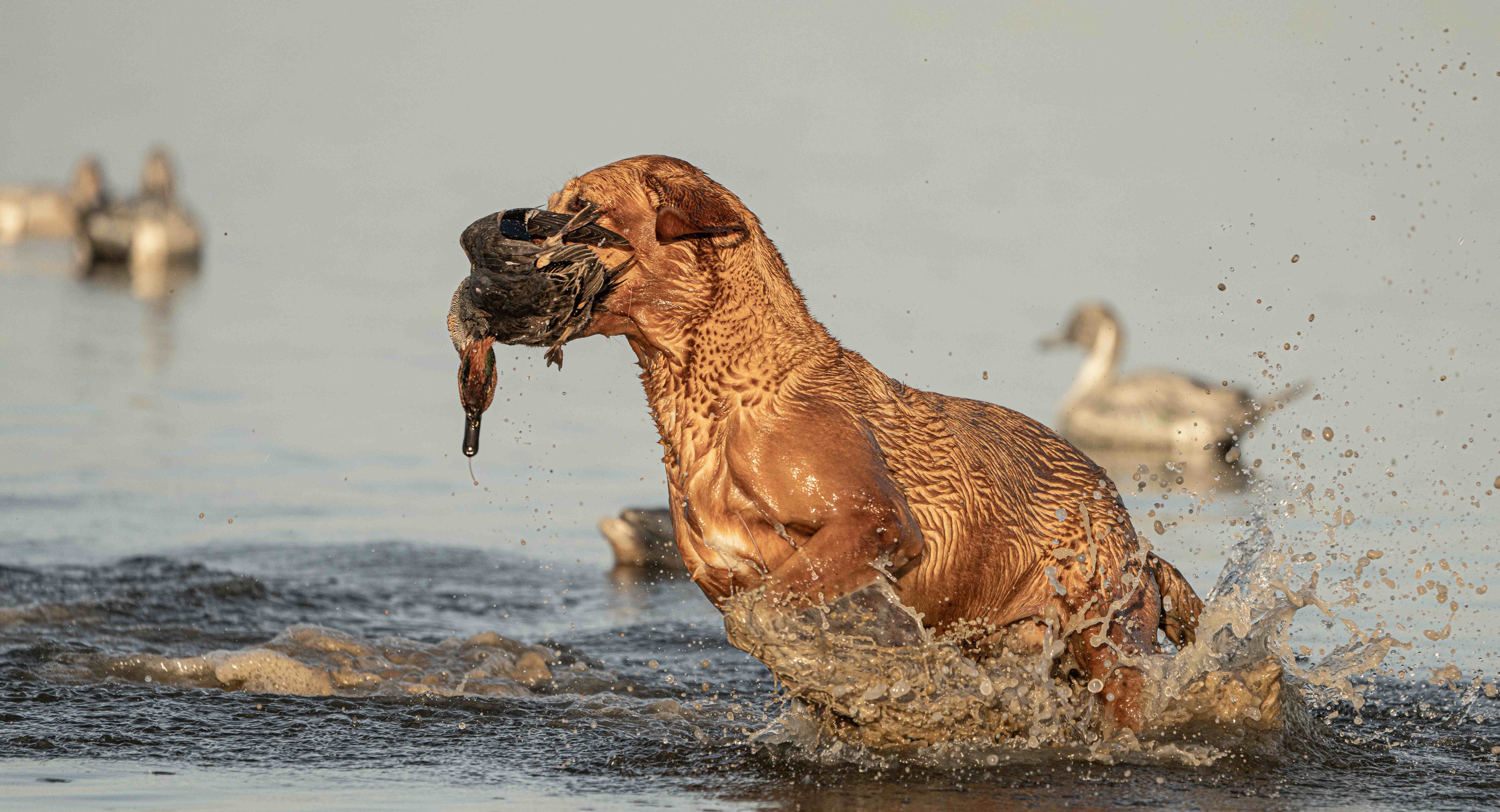 Red Labrador charging through the water carrying a green-winged teal
