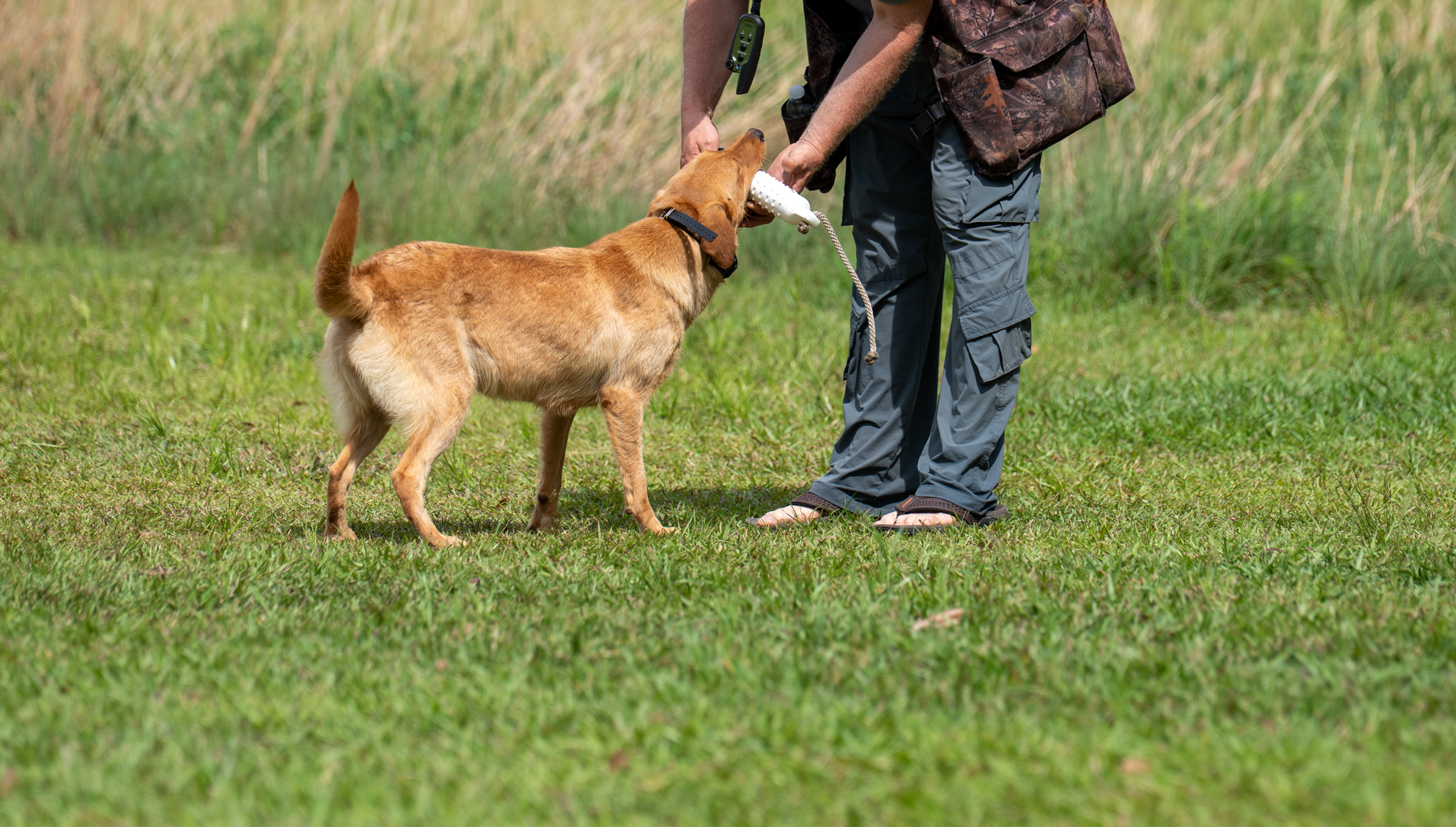 Yellow Labrador delivering a bumper to its trainer in a grass field