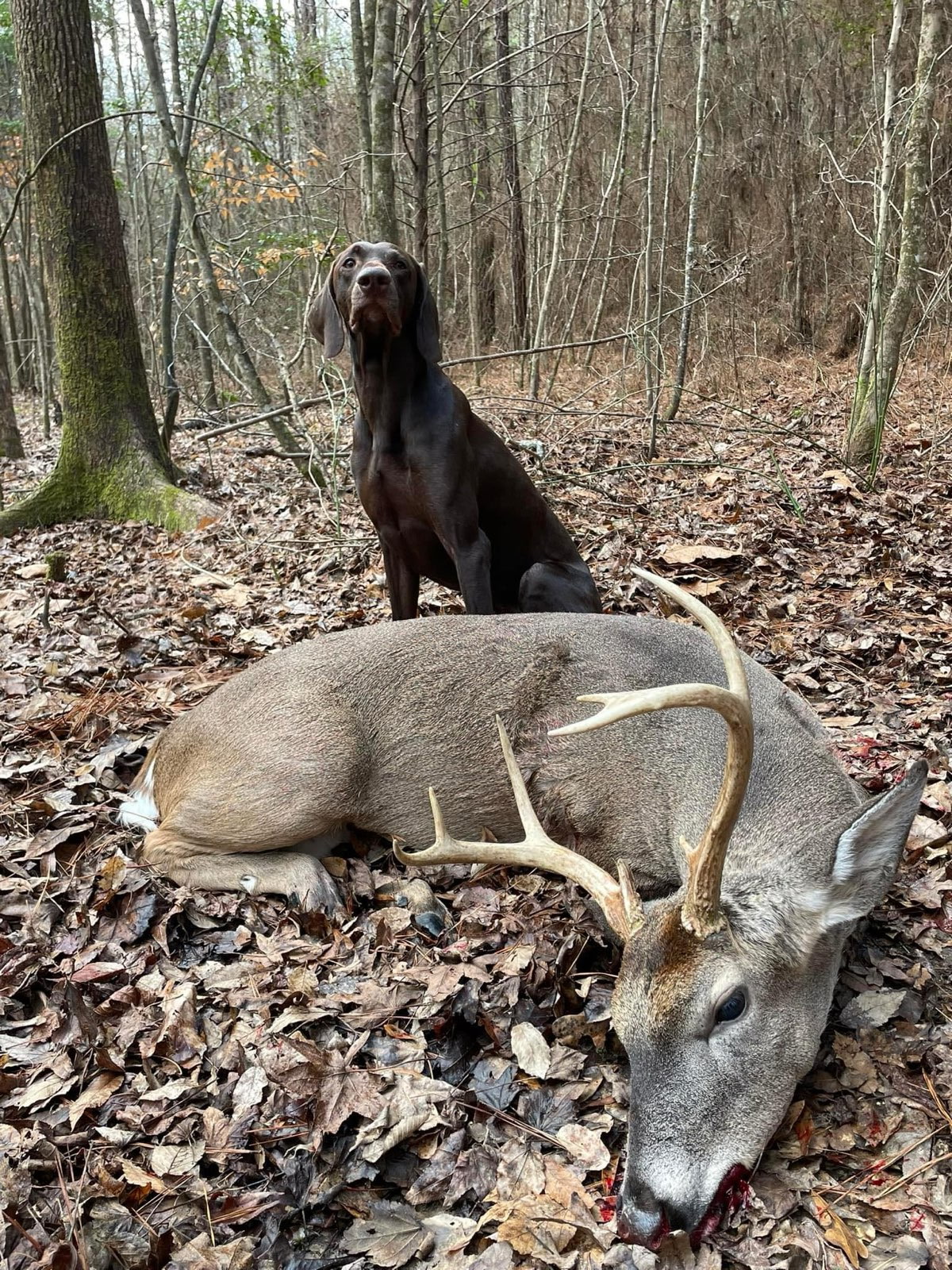 Chocolate tracking dog sitting proudly beside a recovered whitetail buck