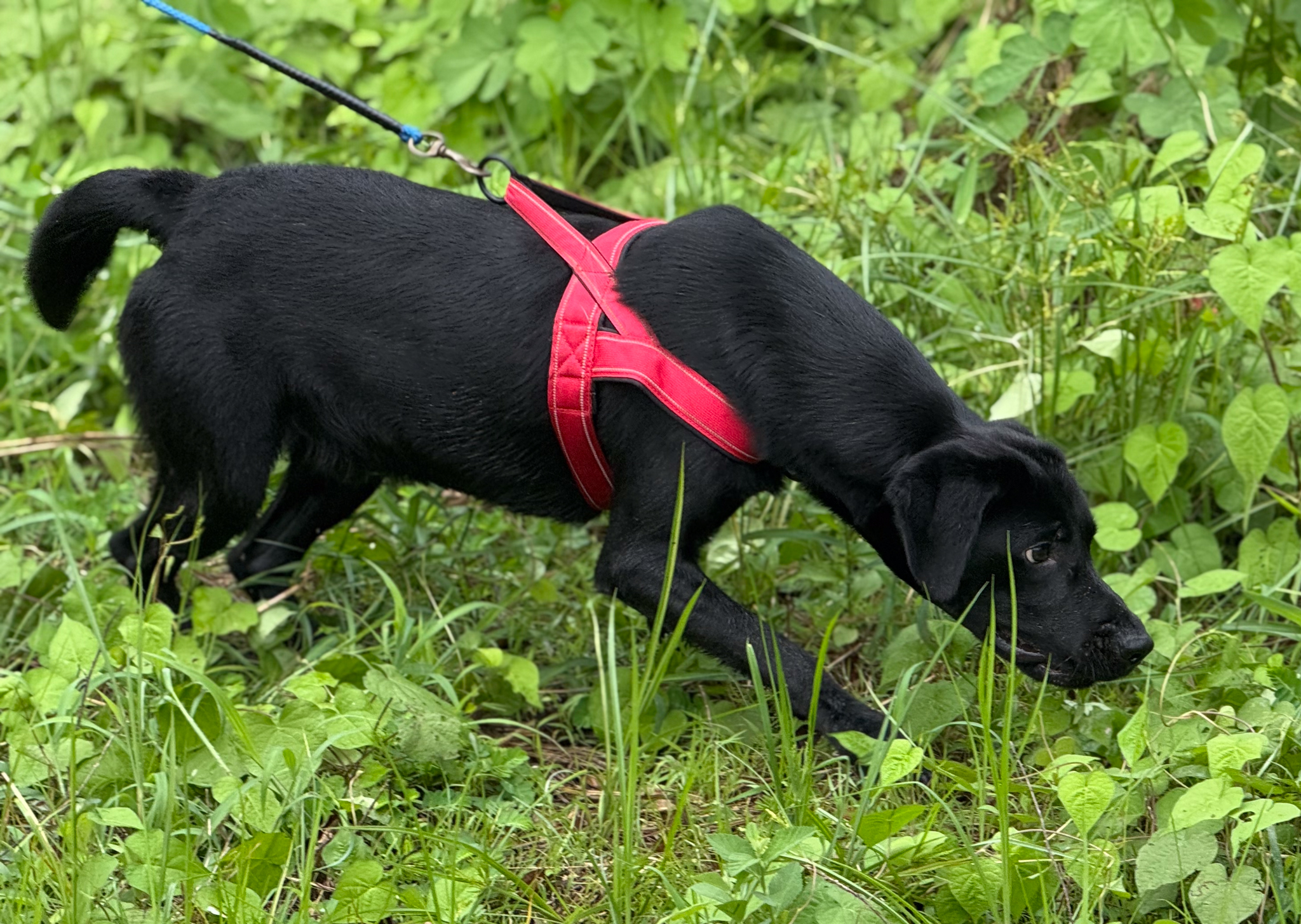 Dog practicing blood trail tracking in realistic cover