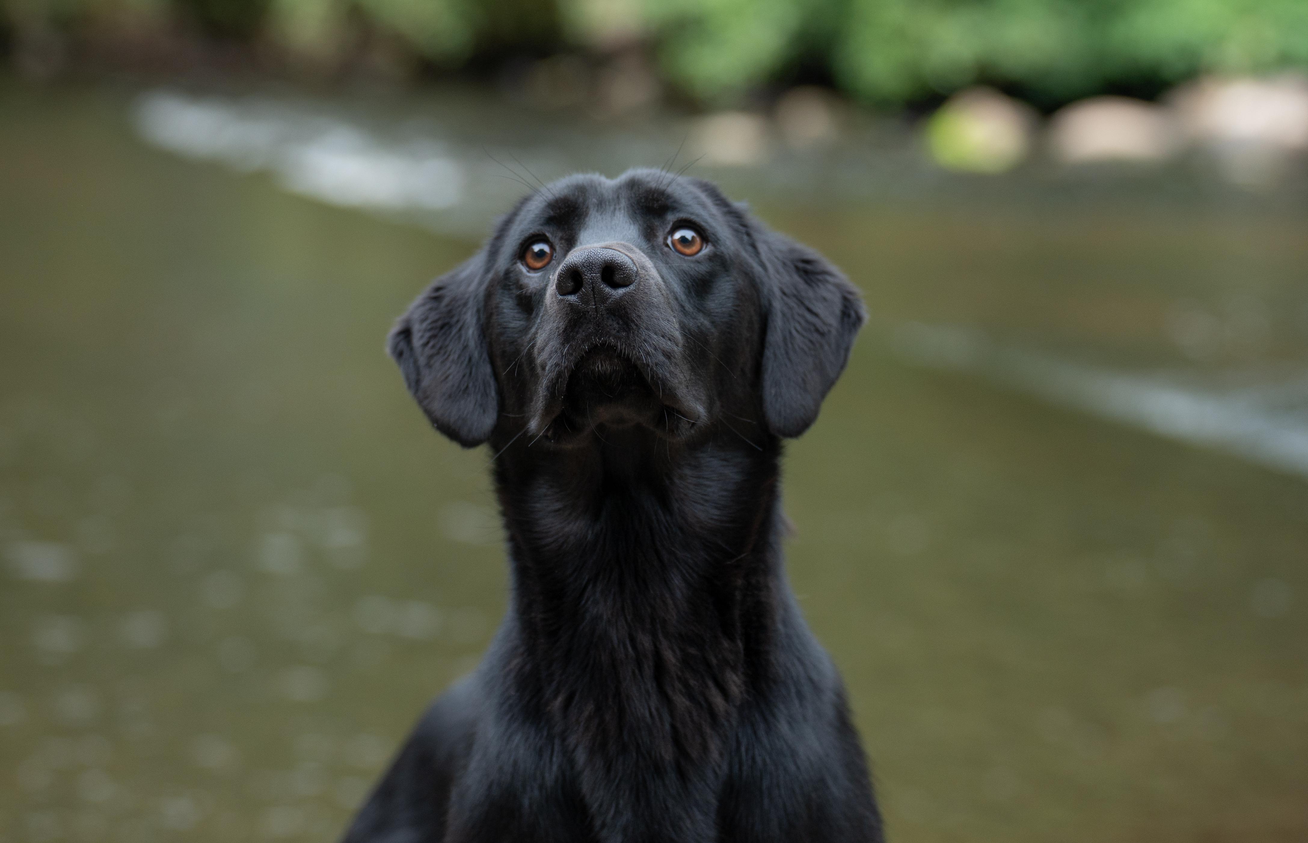 Black lab portrait by water