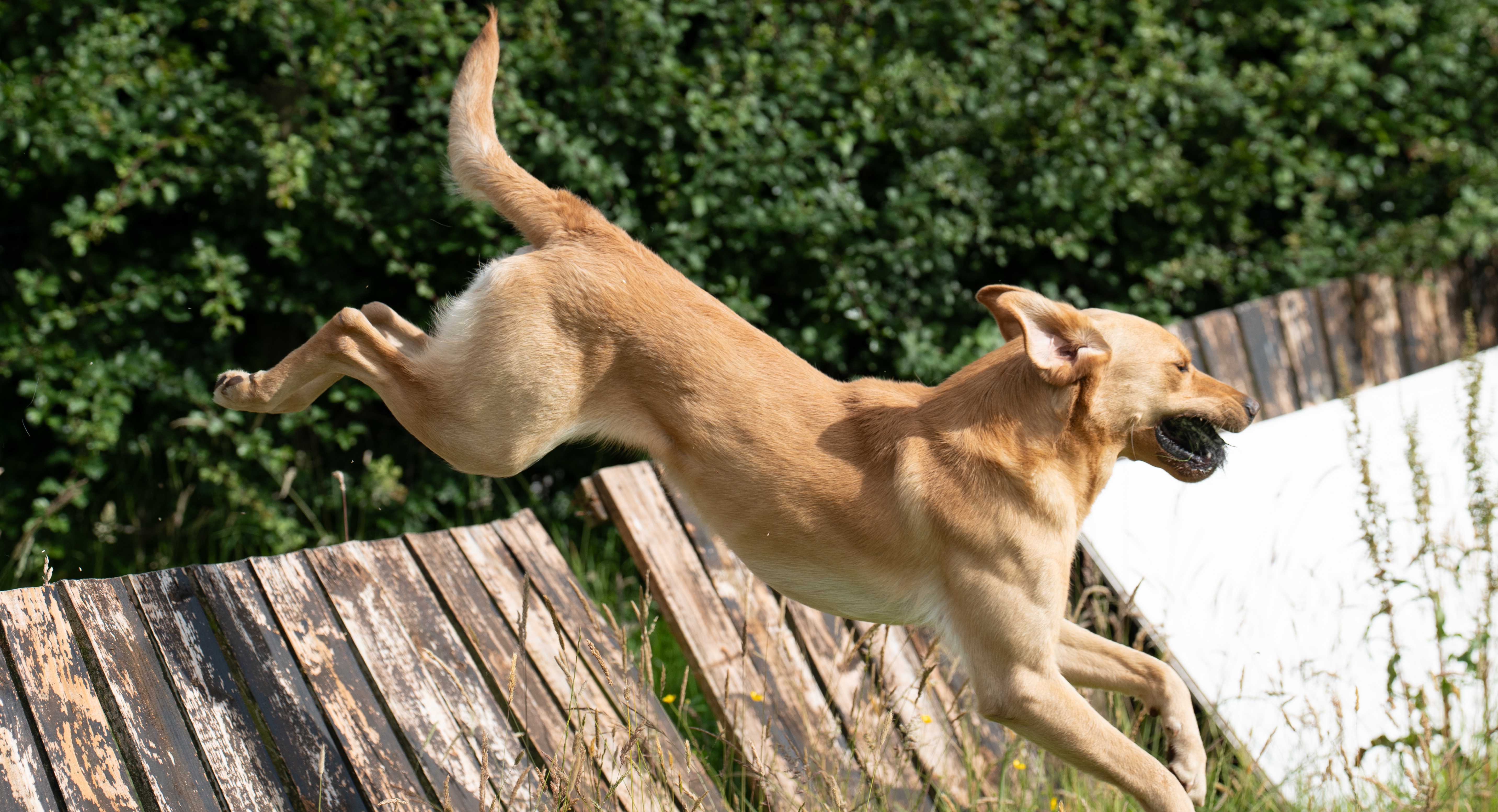 Yellow lab jumping over fence
