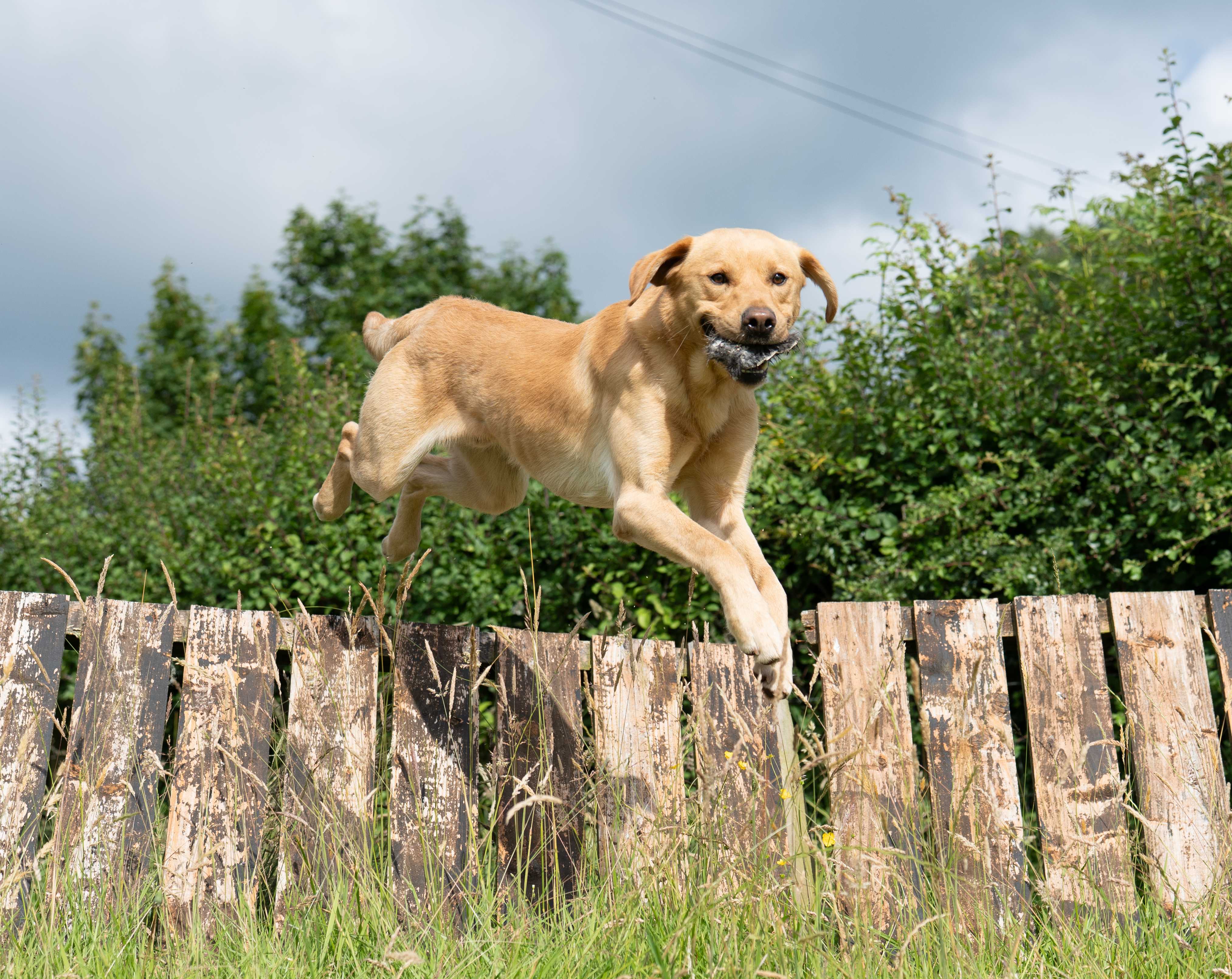 Yellow lab jumping fence with bird