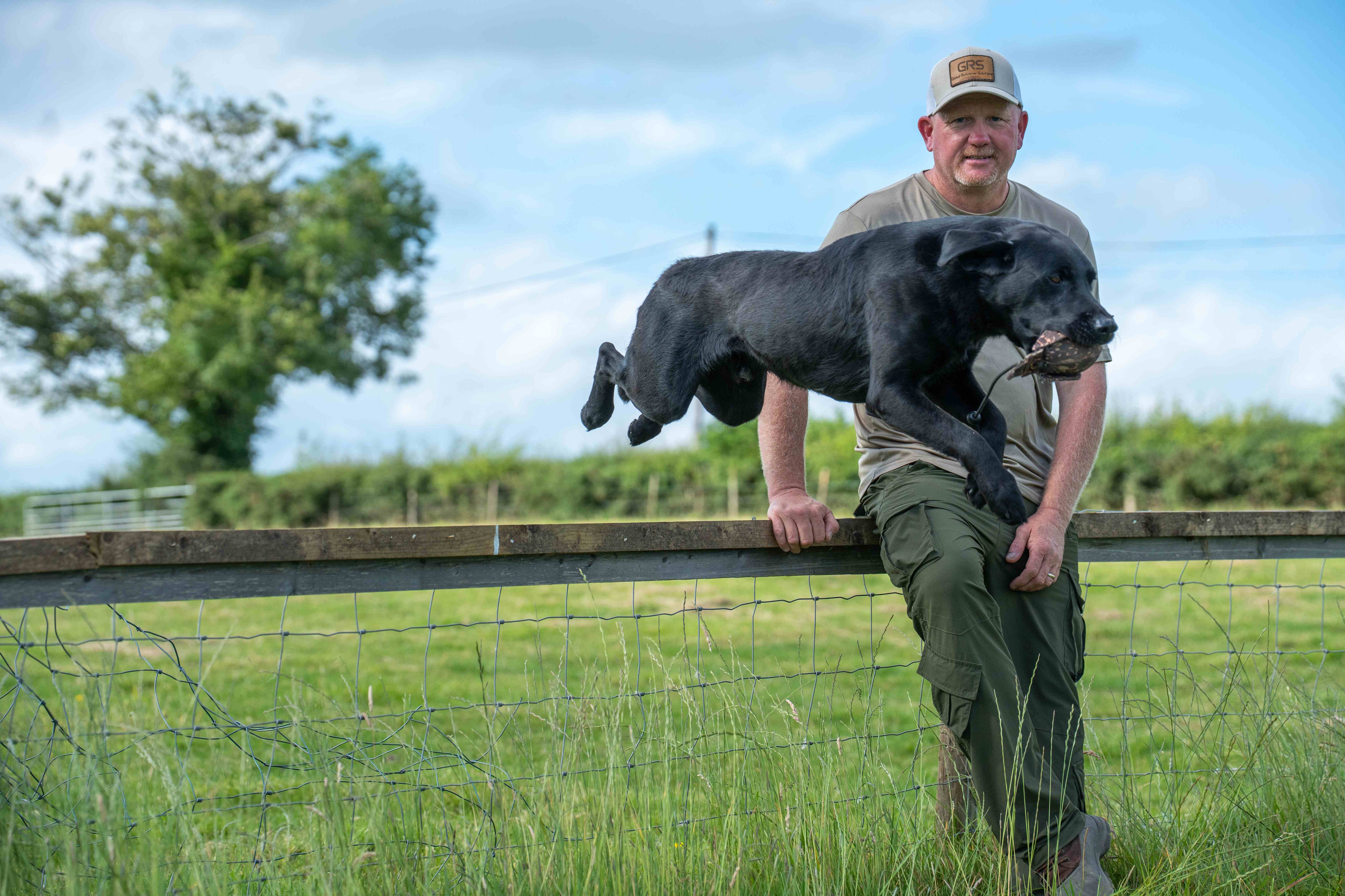 Black Labrador clearing a fence with a dummy in a green field
