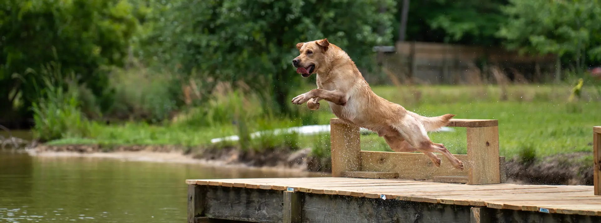 A yellow Lab leaping off the training dock at Ace's Retrievers