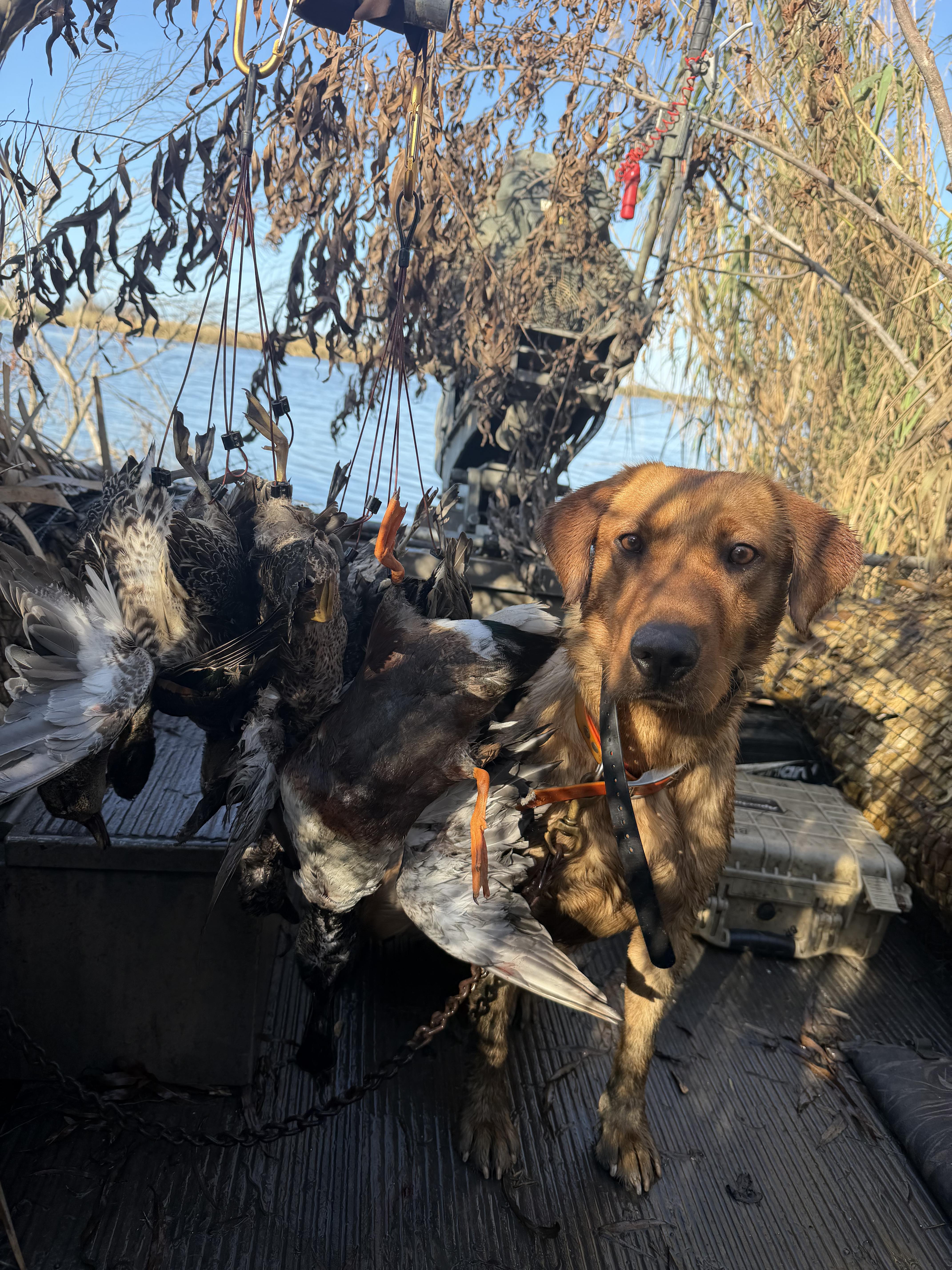 An Ace's Retrievers Lab sitting in a duck boat beside the morning's ducks