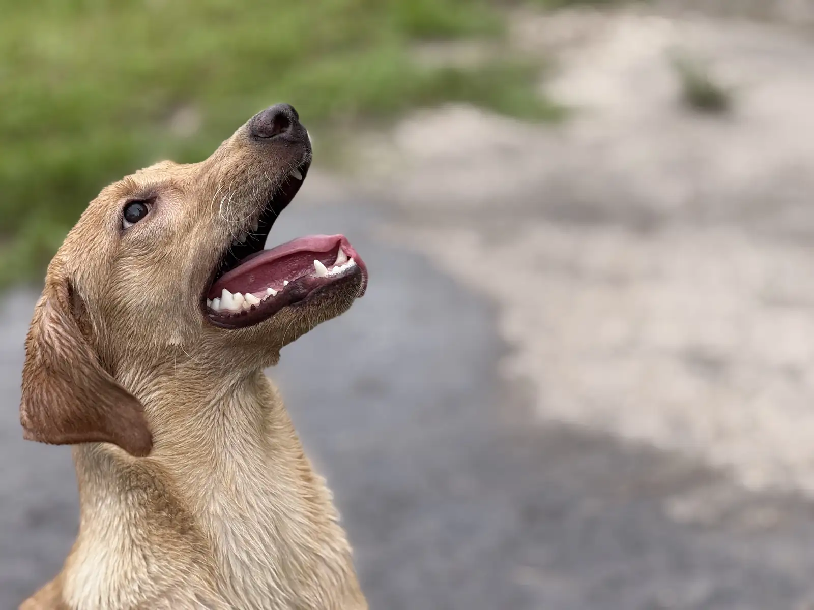 Young yellow Labrador looking attentively toward its trainer
