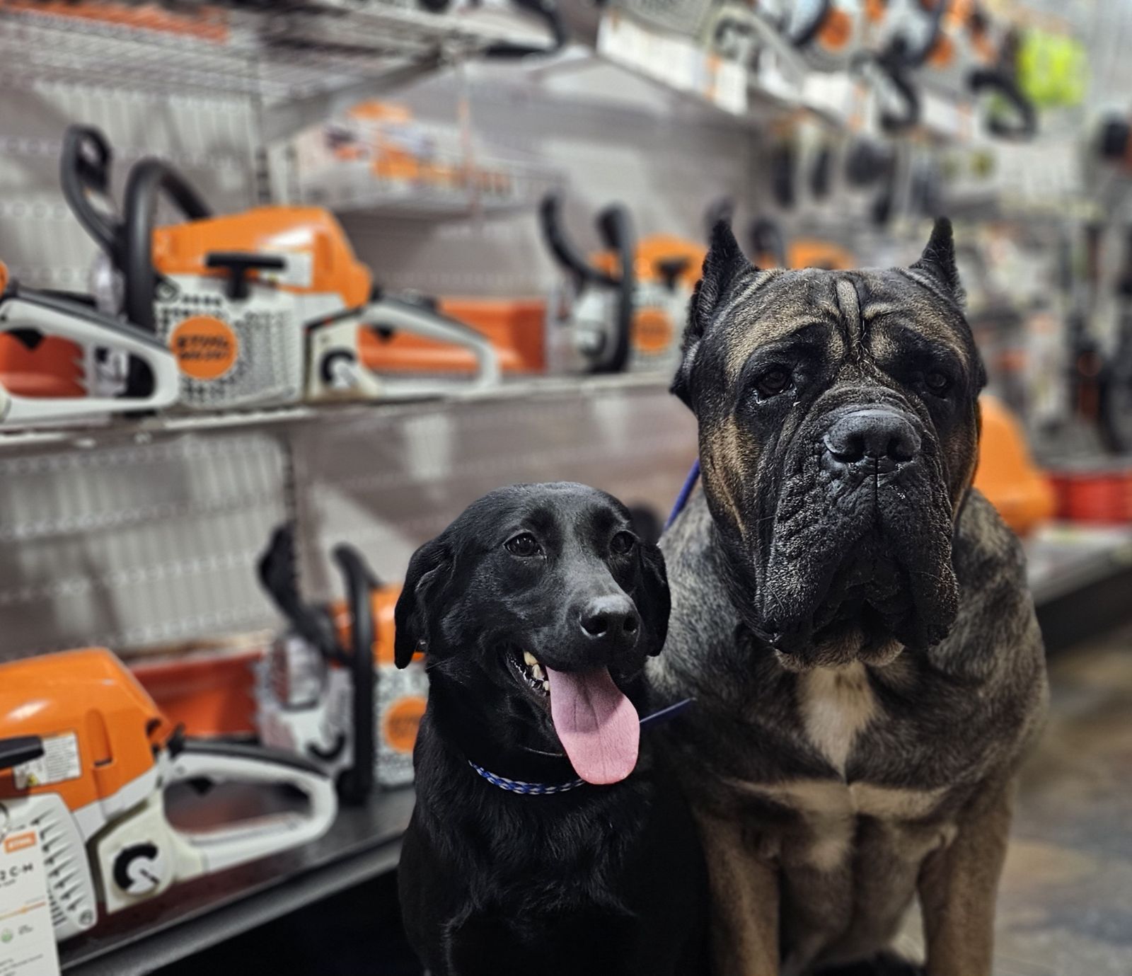 Obedience Training