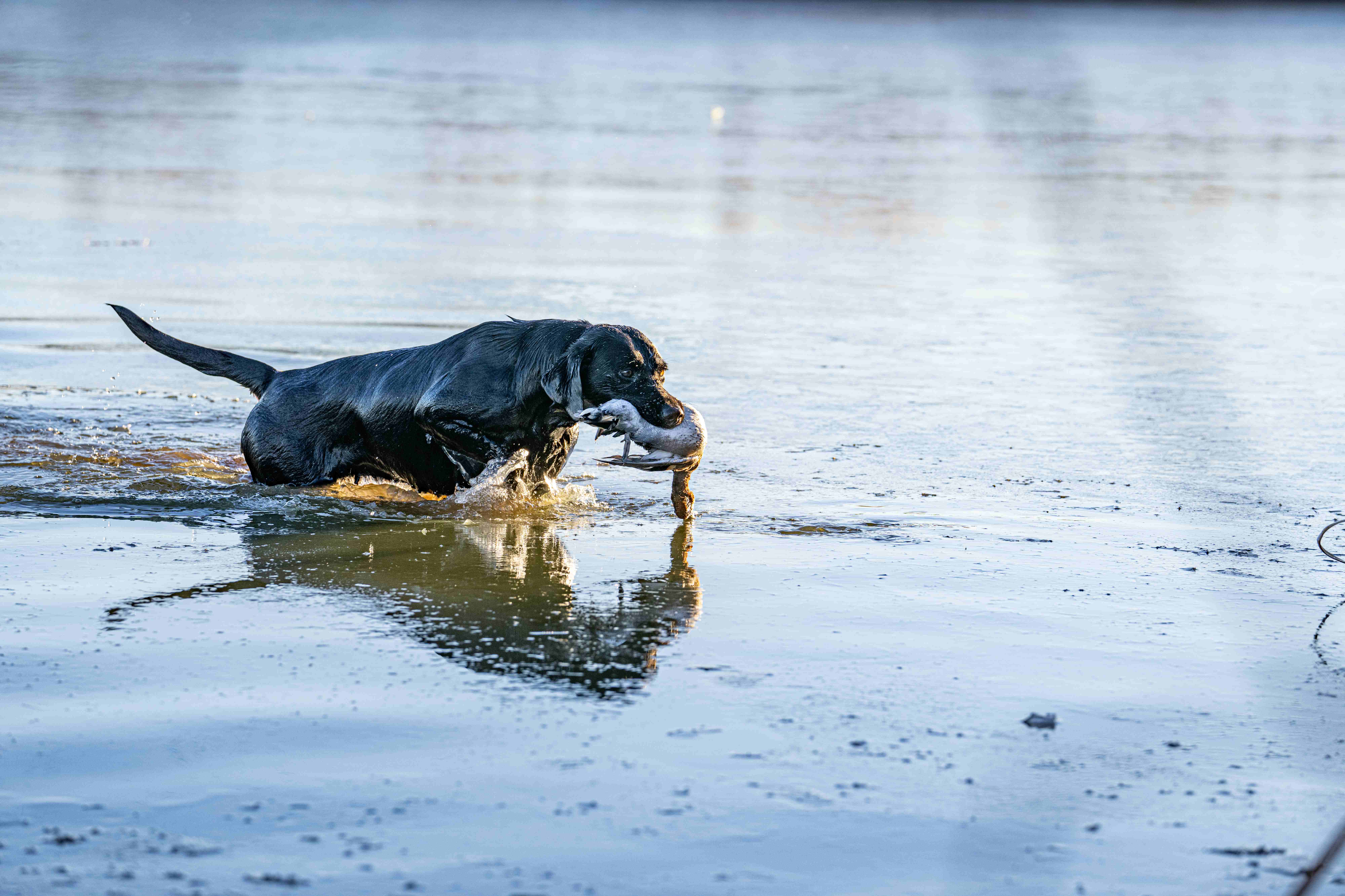 A started Labrador Retriever ready for its next home