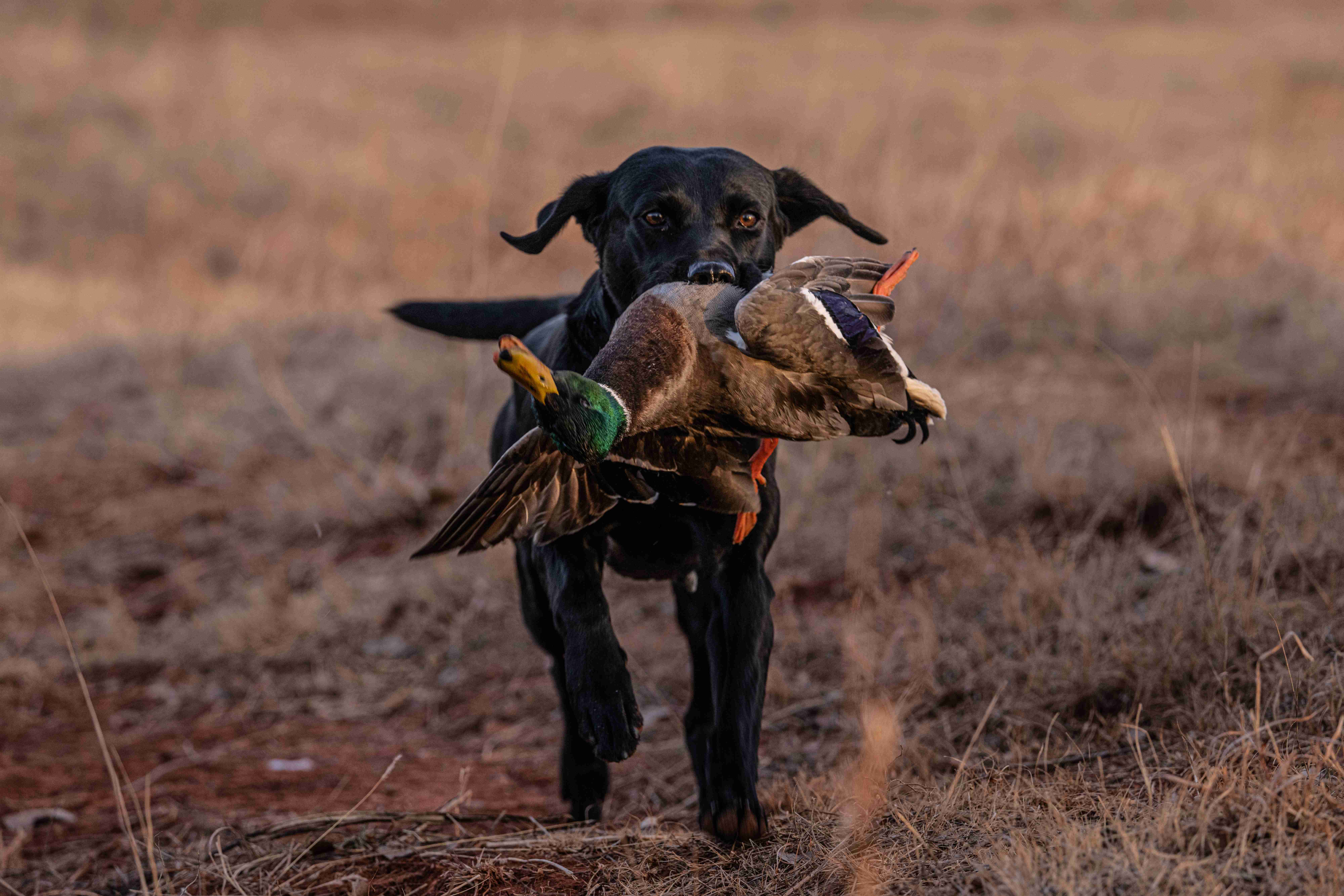 Black lab with double duck retrieve