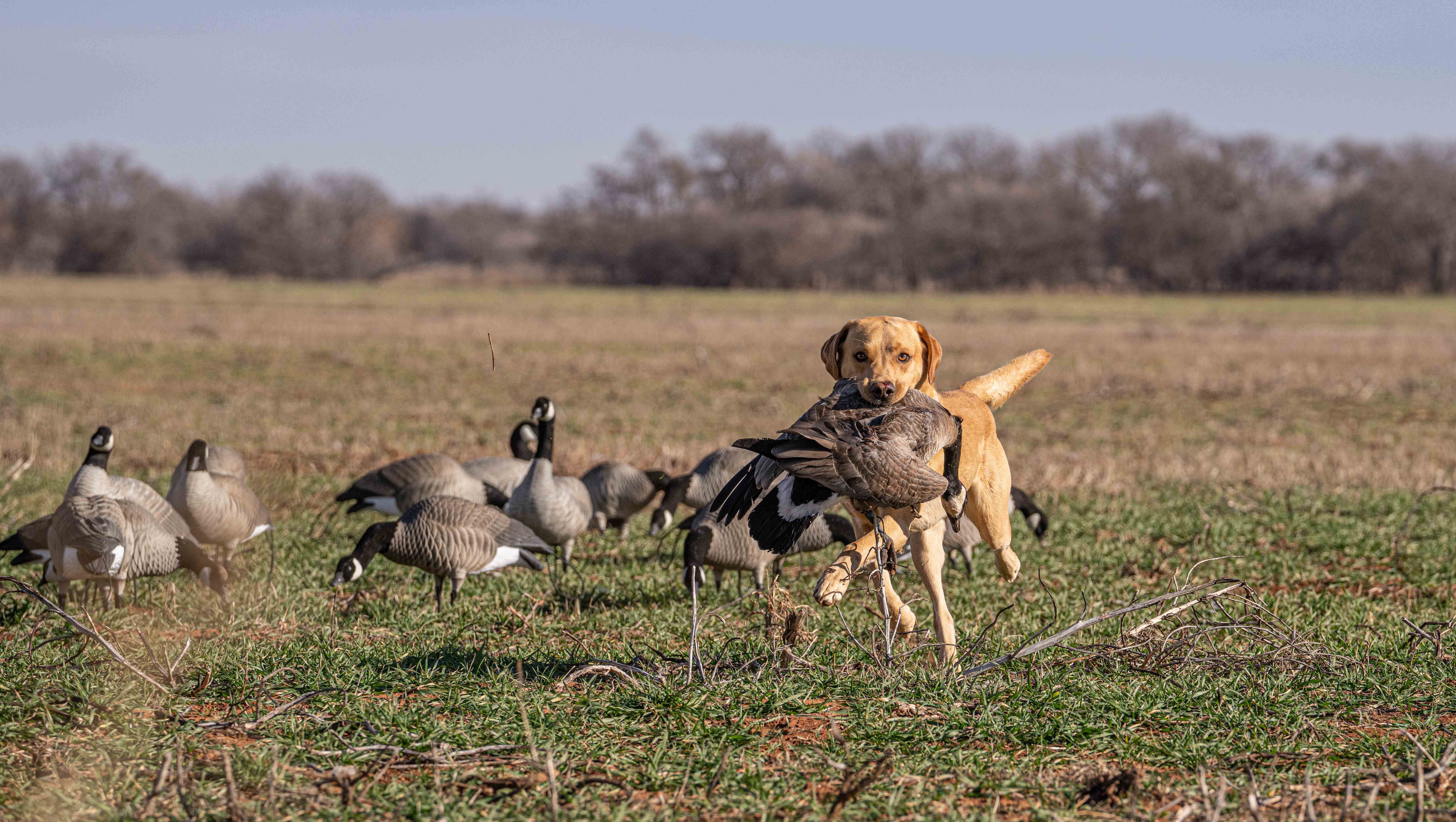 Yellow lab carrying goose with flock of geese