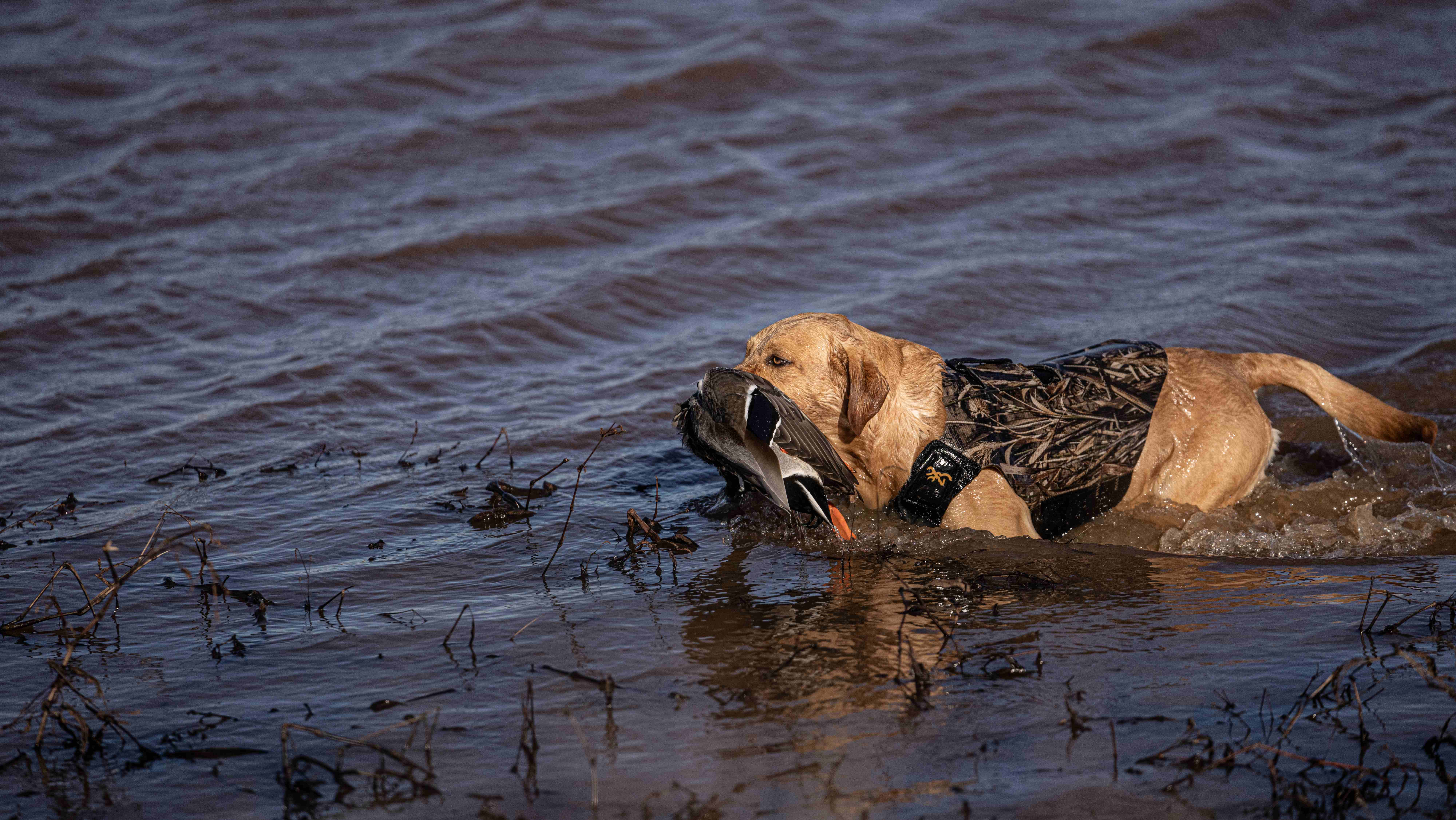 Yellow lab water retrieve with duck
