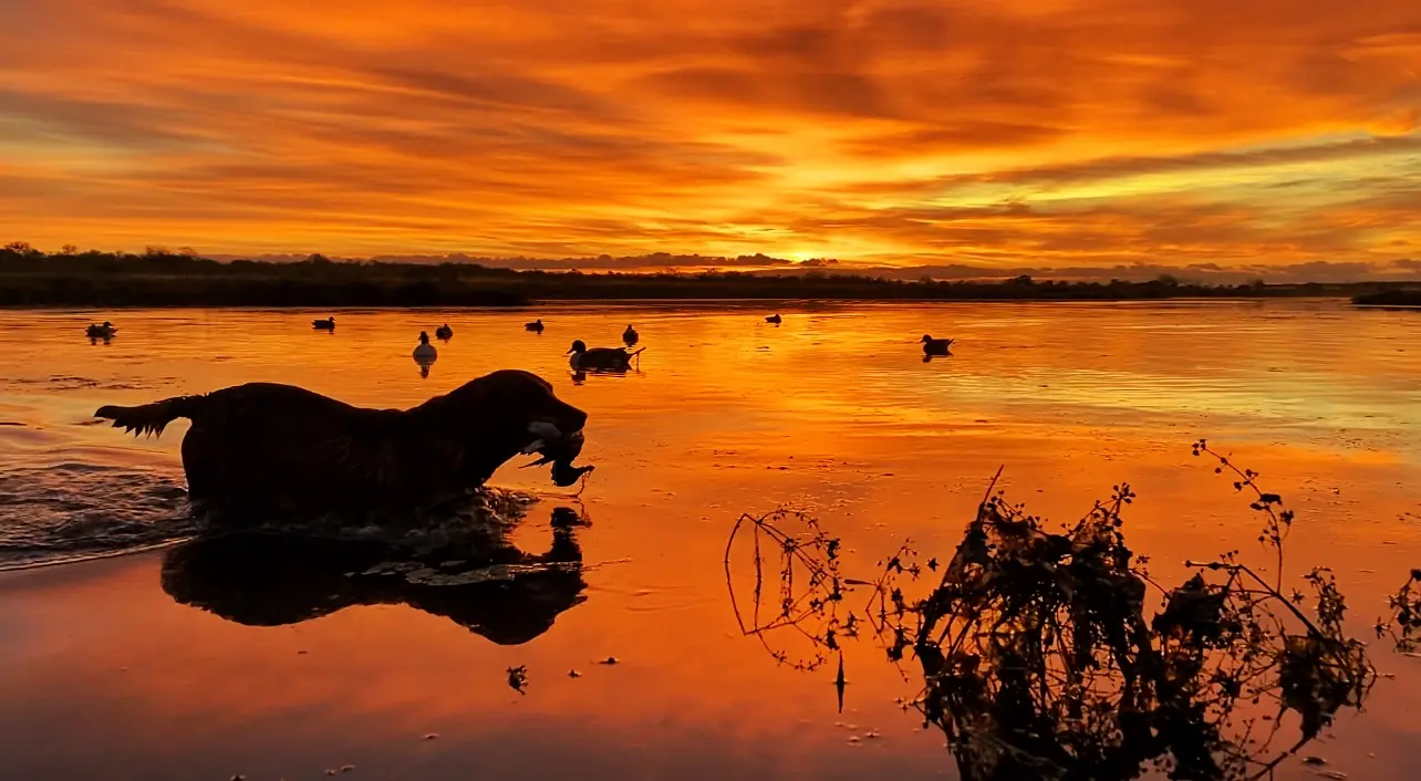 Dog silhouette at sunrise