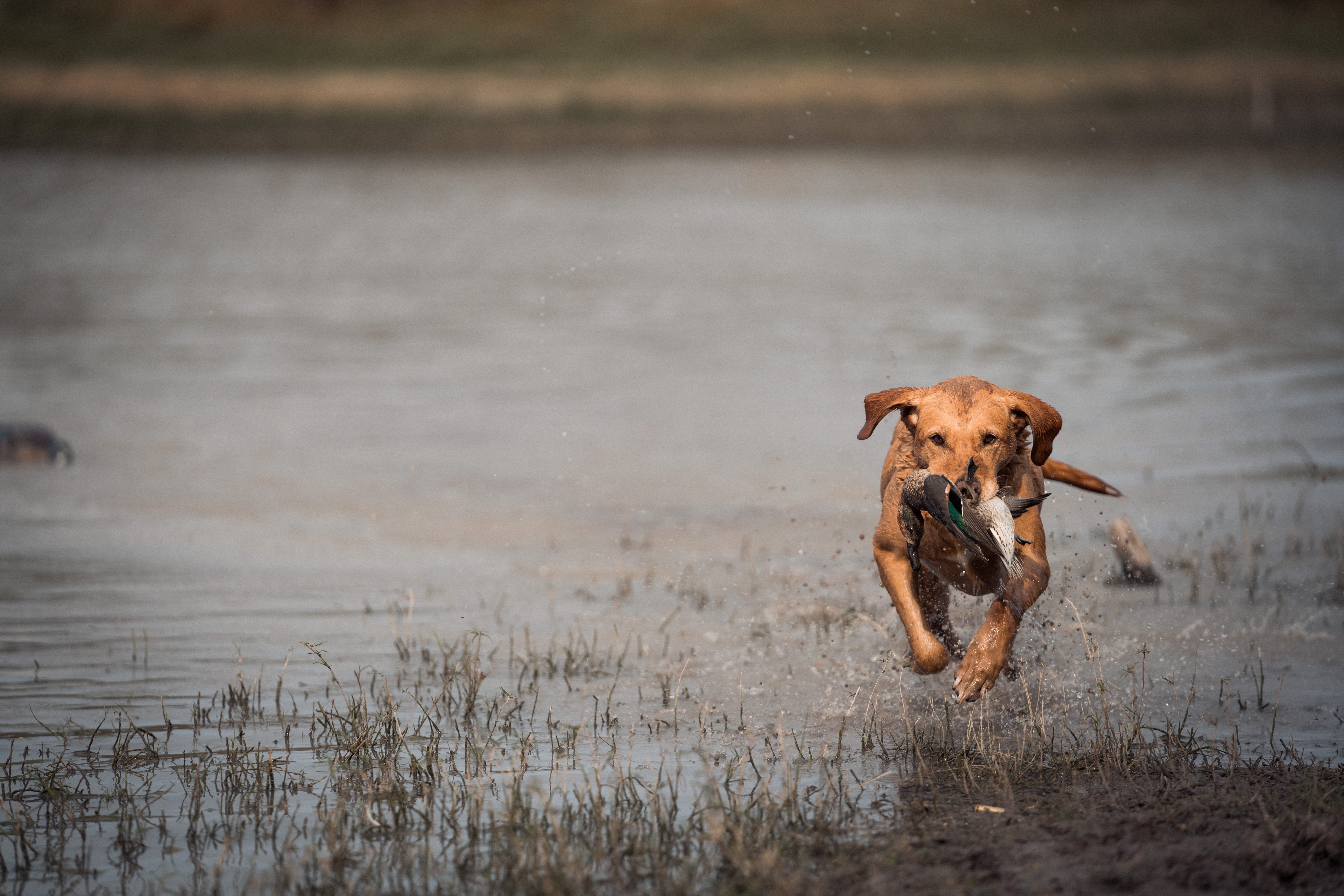 Fox red lab water retrieve