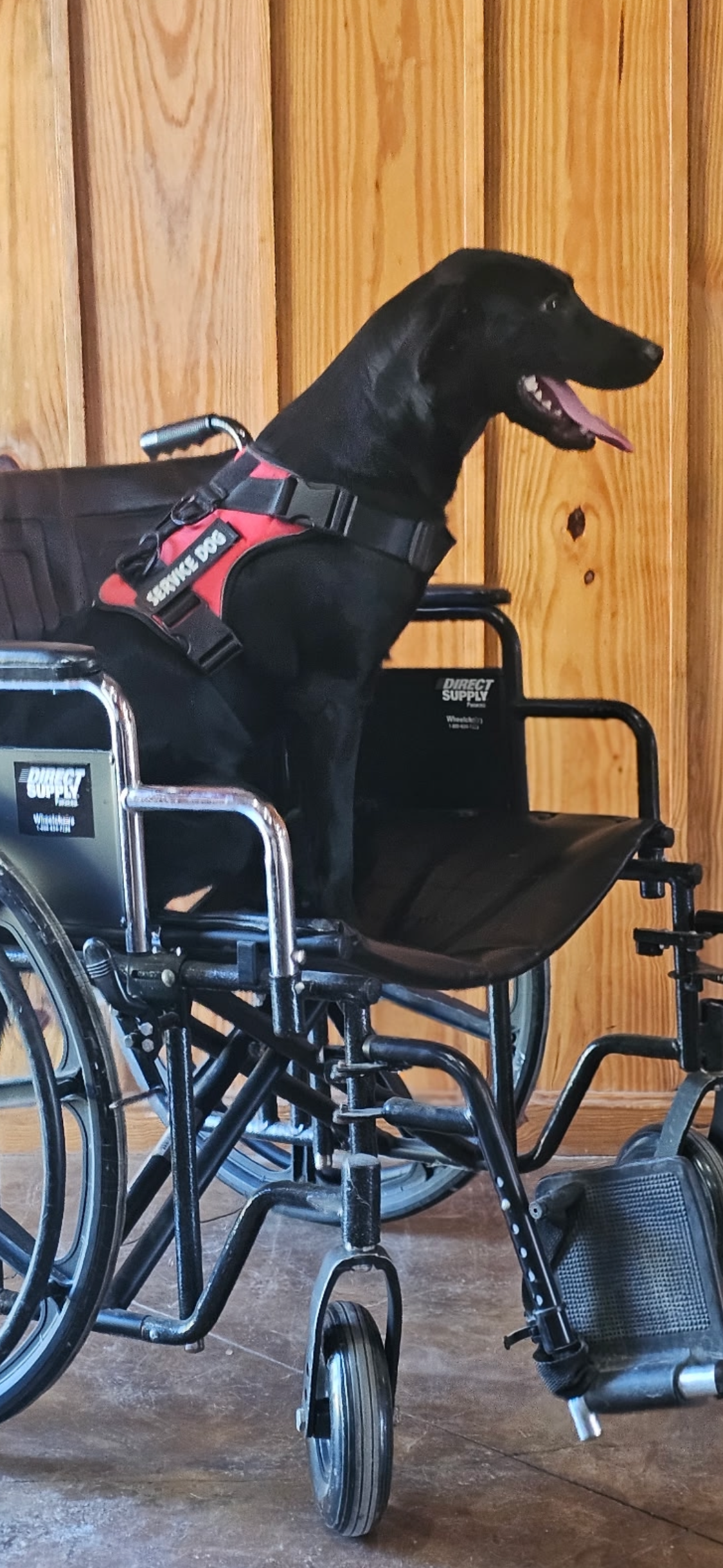 Black Labrador service dog wearing a red service dog vest