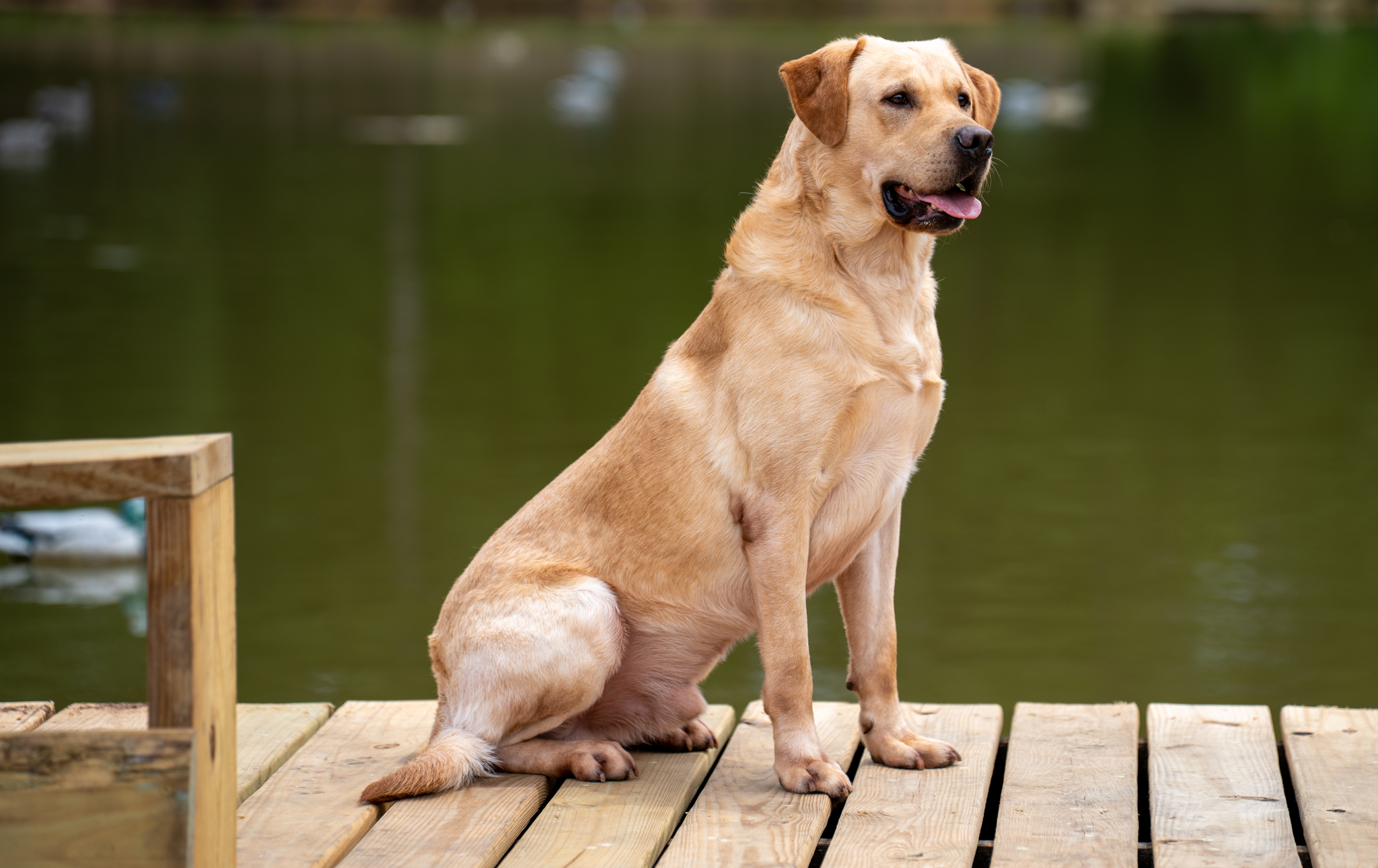 Yellow Labrador from the Ace's Retrievers breeding program sitting on a dock by the pond